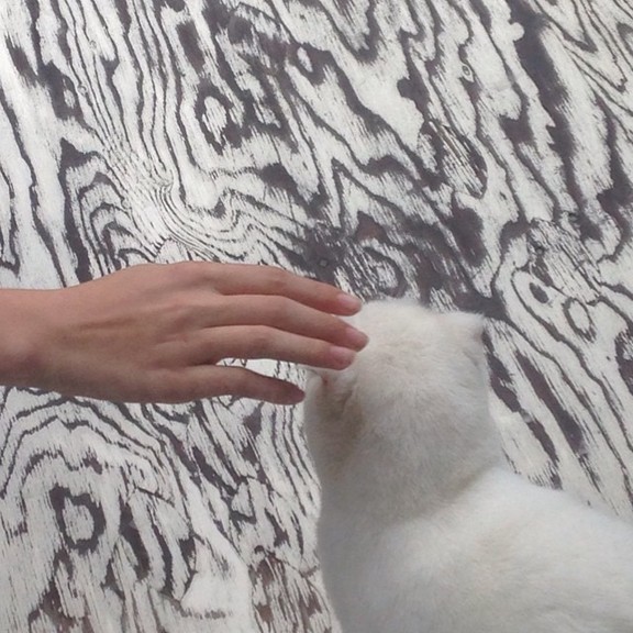 Max_height_11203055_10153789033857506_490968183356988769_n