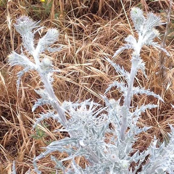 Max_height_max_height_10342835_10152832451237506_7432504375428604923_n