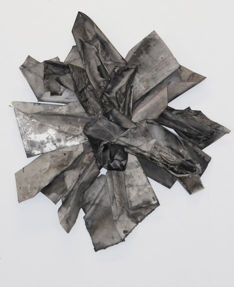 Max_height_black_flower_for_web