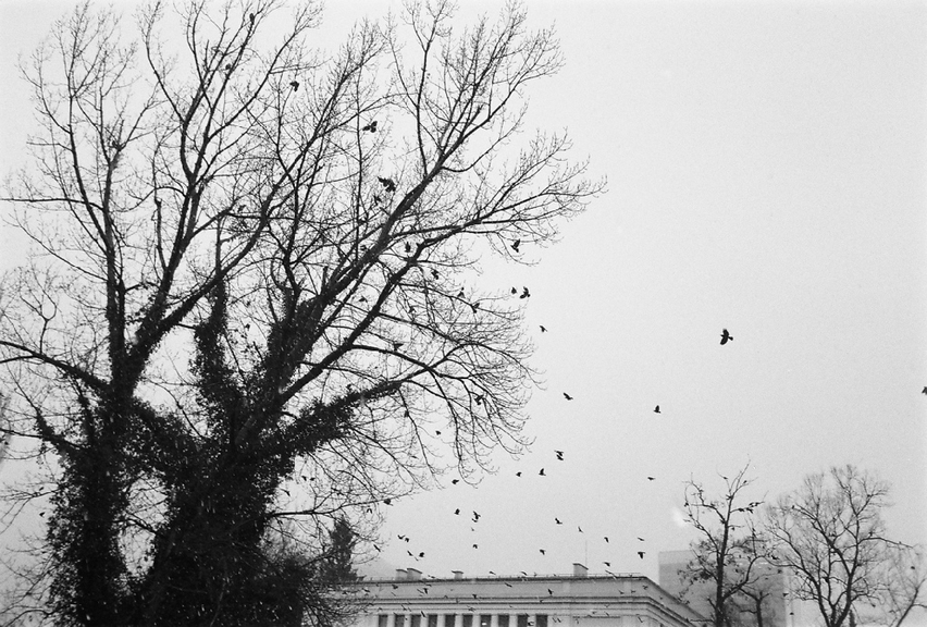 Max_height_sarajevo_2009_-_12_av_20